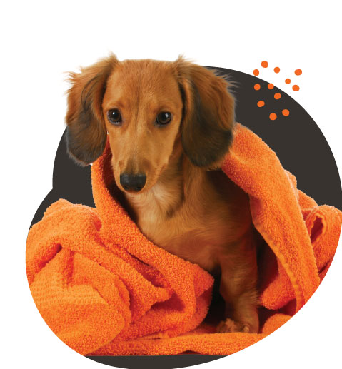 woofhaus_web_art_1.2