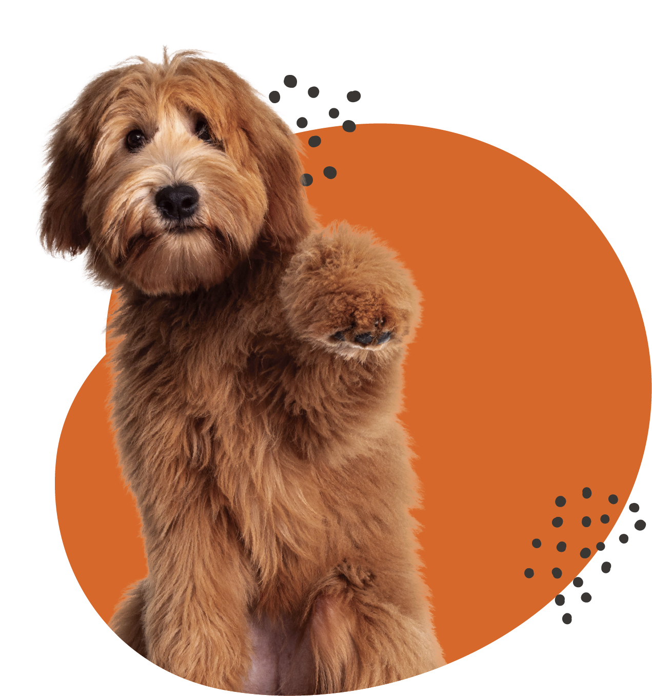 Woofhaus Hero Image