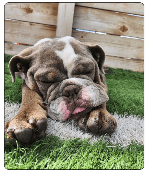 woof haus Elements_boarding