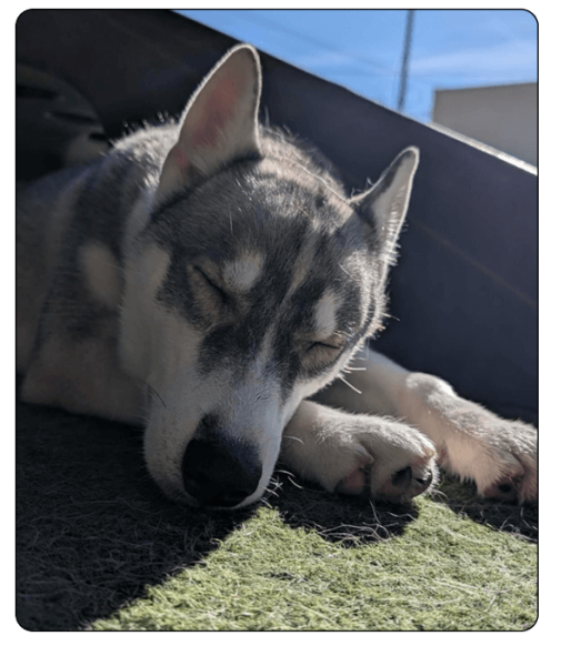 woof haus Elements_boarding2