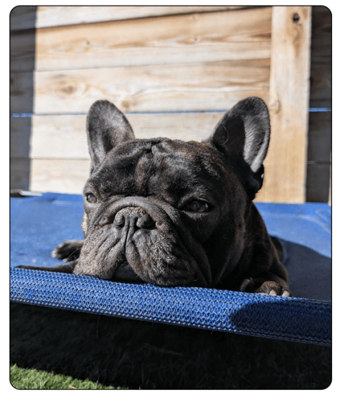 woof haus Elements_boarding3