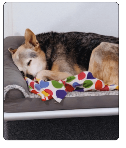 woof haus Elements_boarding4