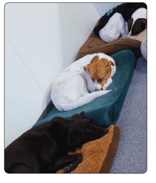 woof haus Elements_boarding5