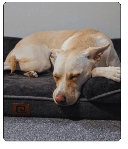 woof haus Elements_boarding6