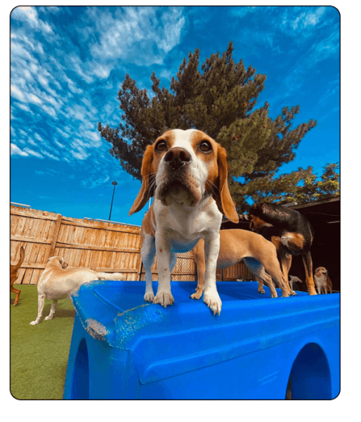 woof haus Elements_daycare5