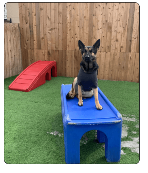 woof haus Elements_enrichment