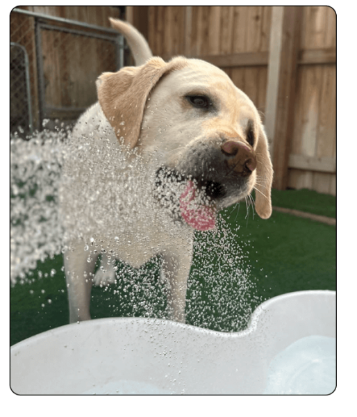 woof haus Elements_enrichment3