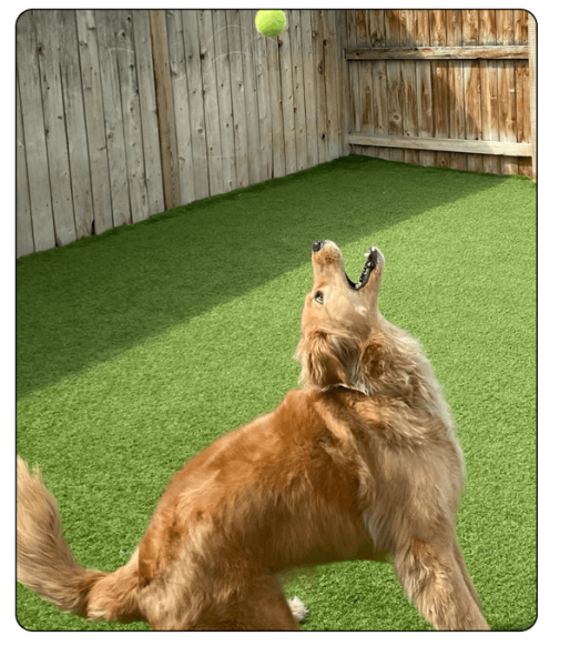 woof haus Elements_enrichment4