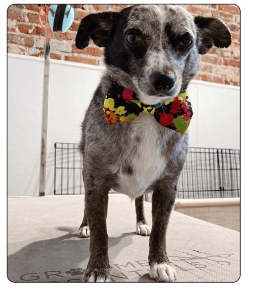 woof haus Elements_grooming2