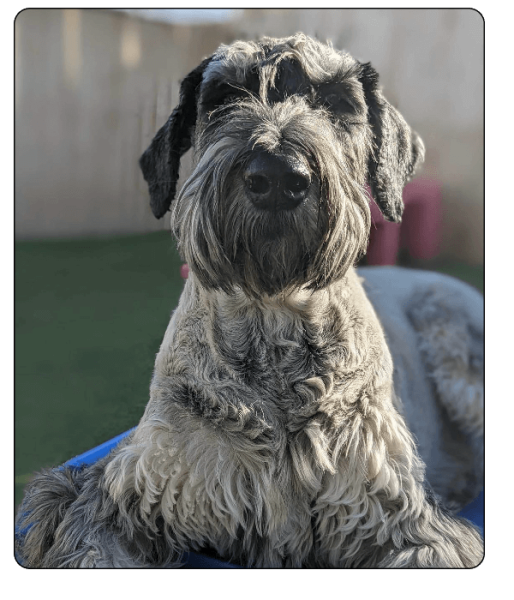 woof haus Elements_grooming3