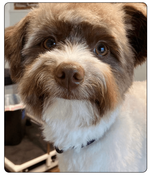 woof haus Elements_grooming6