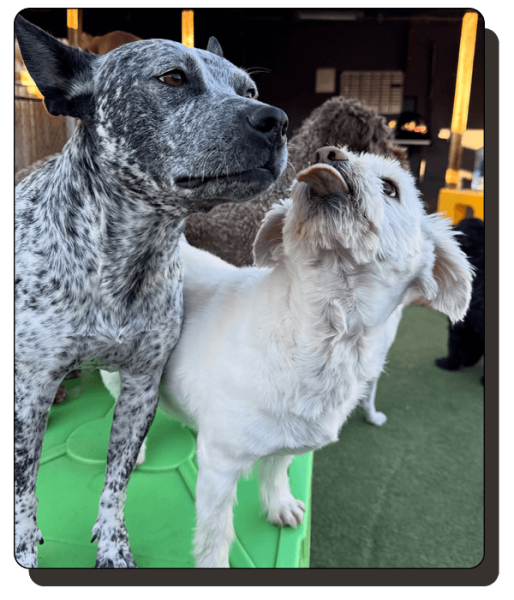 woof haus Elements_home2