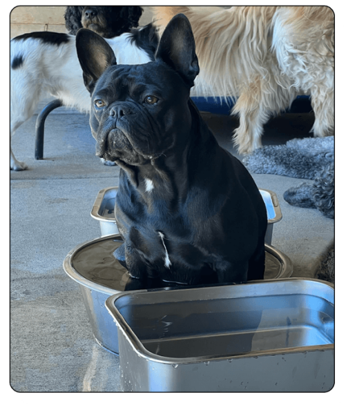woof haus Elements_massage
