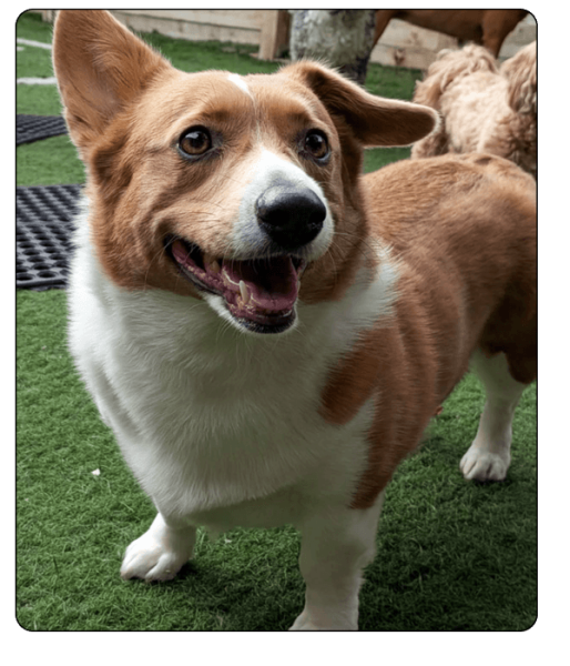 woof haus Elements_services
