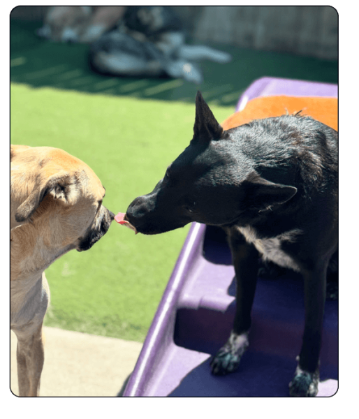 woof haus Elements_services4