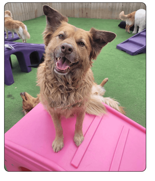 woof haus Elements_services5