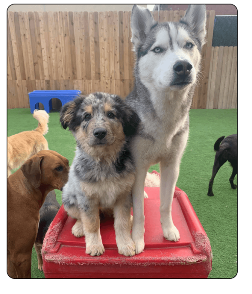 woof haus Elements_services6